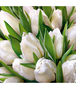 Kartka bez życzeń z kopertą  FF 26