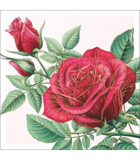 Kartka bez życzeń z piękną różą AF18