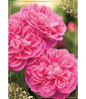 Kartka bez życzeń, na dowolną okazję PP2146