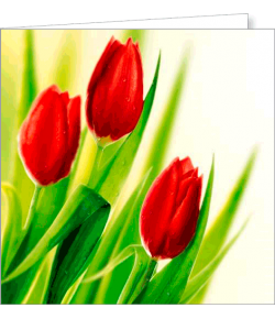 Kartka uniwersalna FF 1