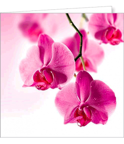 Kartka uniwersalna FF 2