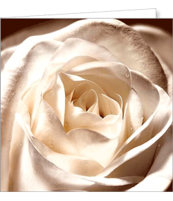 Kartka uniwersalna FF 3