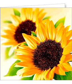 Kartka uniwersalna FF 4