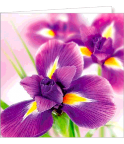 Kartka uniwersalna FF 10