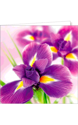 Kartka uniwersalna FF 10