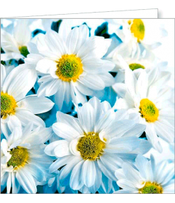 Kartka uniwersalna FF 11