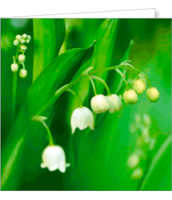 Kartka bez tekstu FF 35