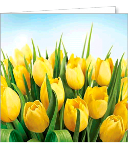 Kartka bez tekstu FF 40