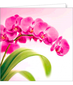 Kartka bez tekstu FF 63