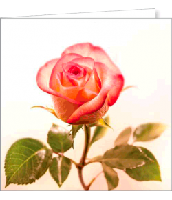 Kartka bez tekstu FF 72