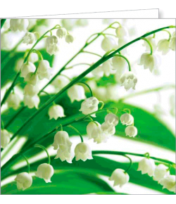 Kartka bez tekstu FF 73