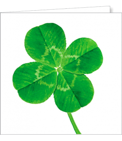 Kartka bez tekstu FF 82