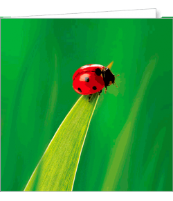 Kartka bez tekstu FF 83