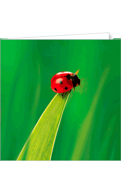 Kartka bez tekstu FF 83